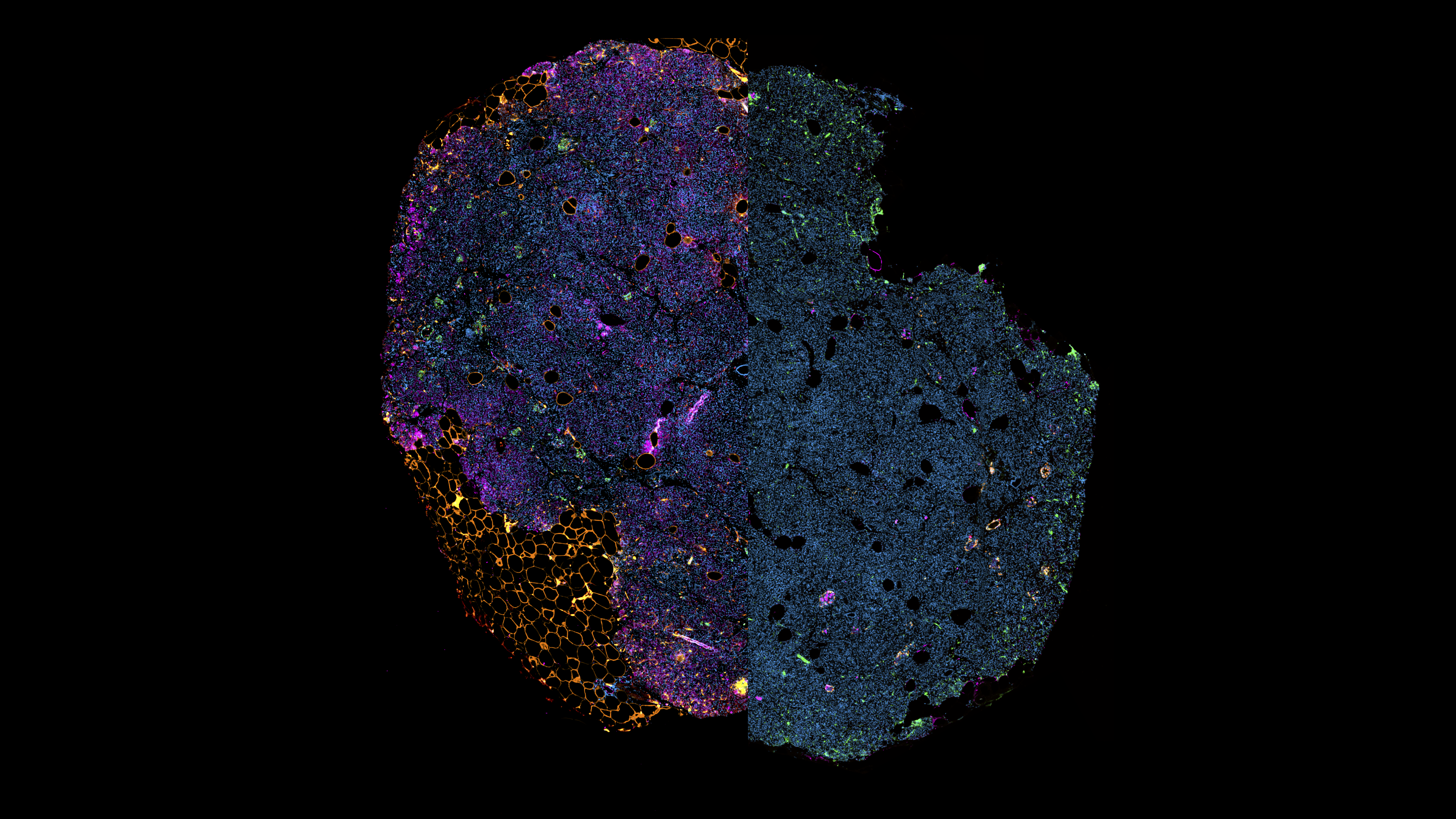 DIADEM Dataset Banner